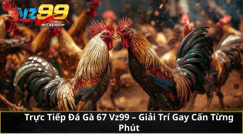 Trực Tiếp Đá Gà 67 Vz99 - Giải Trí Gay Cấn Từng Phút 1 Trực Tiếp Đá Gà 67 Vz99 - Giải Trí Gay Cấn Từng Phút